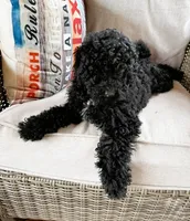 Black, a male Bichon Frise and Shih Tzu for sale in Beresford, SD – 1 of 4