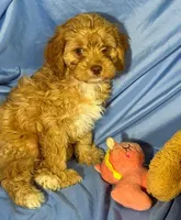 Cavapoo, a male Cavapoo for sale in Beresford, SD – 2 of 8