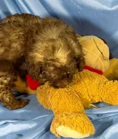 LightChocolate, a male Shih Tzu and Poodle - Miniature  for sale in Beresford, SD – 6 of 8