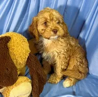 Cavapoo, a male Cavapoo for sale in Beresford, SD – 8 of 8