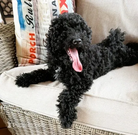 Black – Shih Tzu, Poodle - Miniature  puppy for sale in Beresford, SD