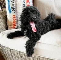 Black, a male Bichon Frise and Shih Tzu for sale in Beresford, SD – 3 of 4