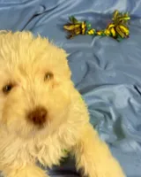 WhiteCarmel, a male Shih Tzu and Poodle - Miniature  for sale in Beresford, SD – 8 of 10