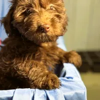 DarkChocolate, a female Shih Tzu and Poodle - Miniature  for sale in Beresford, SD – 7 of 8