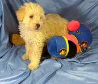 WhiteCarmel, a male Shih Tzu and Poodle - Miniature  for sale in Beresford, SD – 1 of 10
