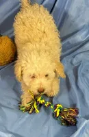 WhiteCarmel, a male Shih Tzu and Poodle - Miniature  for sale in Beresford, SD – 2 of 10
