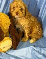 Cavapoo, a male Cavapoo for sale in Beresford, SD – 3 of 8