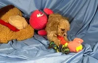 Carmel, a female Shih Tzu and Poodle - Miniature  for sale in Beresford, SD – 7 of 7