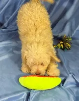 WhiteCarmel, a male Shih Tzu and Poodle - Miniature  for sale in Beresford, SD – 5 of 10