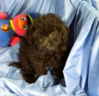 Black, a female Shih Tzu and Poodle - Miniature  for sale in Beresford, SD – 2 of 6