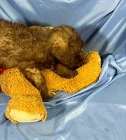 LightChocolate, a male Shih Tzu and Poodle - Miniature  for sale in Beresford, SD – 5 of 8
