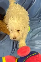 White, a male Shih Tzu and Poodle - Miniature  for sale in Beresford, SD – 3 of 7