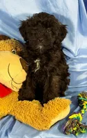 BlackWhiteStar, a female Shih Tzu and Poodle - Miniature  for sale in Beresford, SD – 5 of 5