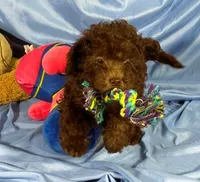 DarkChocolate, a male Shih Tzu and Poodle - Miniature  for sale in Beresford, SD – 8 of 8