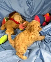 Carmel, a female Shih Tzu and Poodle - Miniature  for sale in Beresford, SD – 2 of 7