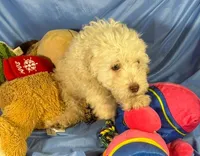WhiteCarmel, a male Shih Tzu and Poodle - Miniature  for sale in Beresford, SD – 10 of 10