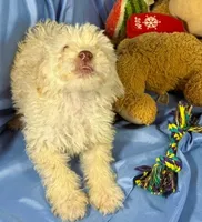 WhiteCarmel, a male Shih Tzu and Poodle - Miniature  for sale in Beresford, SD – 7 of 10