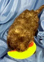 LightChocolate, a male Shih Tzu and Poodle - Miniature  for sale in Beresford, SD – 2 of 8