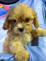 Carmel, a female Shih Tzu and Poodle - Miniature  for sale in Beresford, SD – 6 of 7