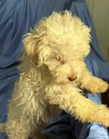 White, a male Shih Tzu and Poodle - Miniature  for sale in Beresford, SD – 5 of 7