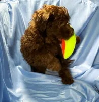 DarkChocolate, a female Shih Tzu and Poodle - Miniature  for sale in Beresford, SD – 8 of 8