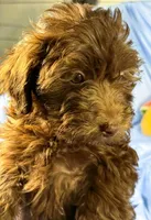 DarkChocolate, a female Shih Tzu and Poodle - Miniature  for sale in Beresford, SD – 2 of 8