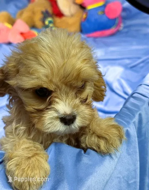 Carmel, a female Shih Tzu and Poodle - Miniature  for sale in Beresford, SD – 1 of 7