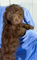 DarkChocolate, a female Shih Tzu and Poodle - Miniature  for sale in Beresford, SD – 1 of 8