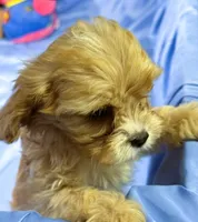 Carmel, a female Shih Tzu and Poodle - Miniature  for sale in Beresford, SD – 4 of 7