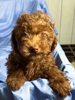 DarkChocolate, a male Shih Tzu and Poodle - Miniature  for sale in Beresford, SD – 2 of 8