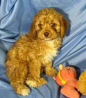 Cavapoo, a male Cavapoo for sale in Beresford, SD – 4 of 8