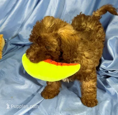 LightChocolate – Shih Tzu, Poodle - Miniature  puppy for sale in Beresford, SD