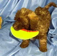 LightChocolate, a male Shih Tzu and Poodle - Miniature  for sale in Beresford, SD – 1 of 8