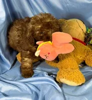 LightChocolate, a male Shih Tzu and Poodle - Miniature  for sale in Beresford, SD – 4 of 8