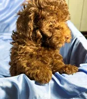DarkChocolate, a male Shih Tzu and Poodle - Miniature  for sale in Beresford, SD – 4 of 8