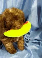 LightChocolate, a male Shih Tzu and Poodle - Miniature  for sale in Beresford, SD – 3 of 8