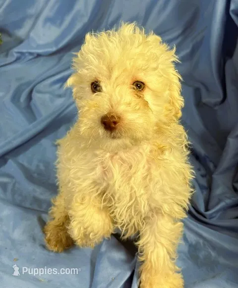 White – Shih Tzu, Poodle - Miniature  puppy for sale in Beresford, SD