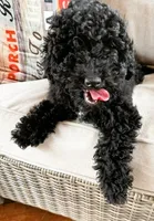 Black, a male Bichon Frise and Shih Tzu for sale in Beresford, SD – 4 of 4