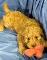 LgCavapoo, a male Cavapoo for sale in Beresford, SD – 5 of 8