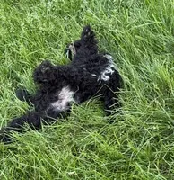 Black, a male Bichon Frise and Shih Tzu for sale in Beresford, SD – 2 of 4