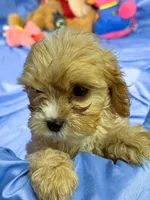Carmel, a female Shih Tzu and Poodle - Miniature  for sale in Beresford, SD – 3 of 7