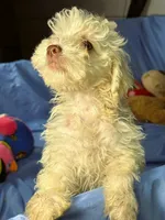 White, a male Shih Tzu and Poodle - Miniature  for sale in Beresford, SD – 2 of 7