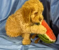 LgCavapoo, a male Cavapoo for sale in Beresford, SD – 8 of 8