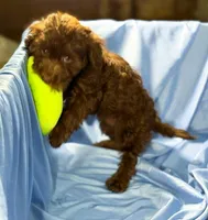 DarkChocolate, a female Shih Tzu and Poodle - Miniature  for sale in Beresford, SD – 5 of 8