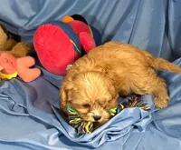 Carmel, a female Shih Tzu and Poodle - Miniature  for sale in Beresford, SD – 5 of 7