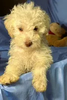 White, a male Shih Tzu and Poodle - Miniature  for sale in Beresford, SD – 4 of 7
