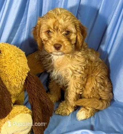 Cavapoo, a male Cavapoo for sale in Beresford, SD – 1 of 8