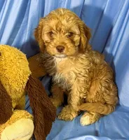 Cavapoo, a male Cavapoo for sale in Beresford, SD – 1 of 8