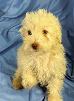 White, a male Shih Tzu and Poodle - Miniature  for sale in Beresford, SD – 6 of 7