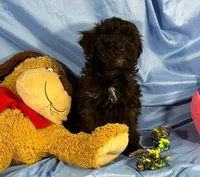 BlackWhiteStar, a female Shih Tzu and Poodle - Miniature  for sale in Beresford, SD – 3 of 5